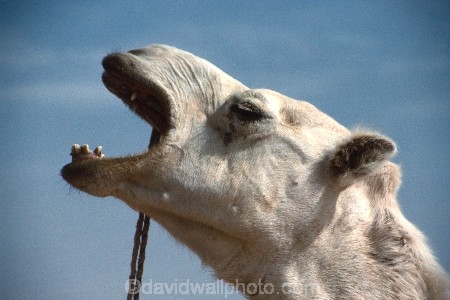 camel;camels;mamal;animal;ship-of-the-desert;algeria;deserts;endurance;transport;travel;sahara;desert;yell;shout;shouting;yelling;scream;screaming;shriek;head;mouth-open