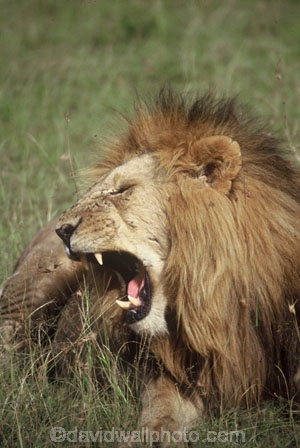 east-africa;africa;african;animal;animals;mammal;mammals;wild;wildlife;zoology;plain;plains;savannah;savanna;savanah;savana;grasslands;game-park;game-parks;cat;cats;feline;felines;predator;predators;carnivore;carnivores;lions;Panthera-leo;pride-leader;dominant;roar;yawn;yawning;teeth;canines;bite;hungry;hunger;lazy;laziness;roaring;sleepy;tired;sleepiness;mouth;mouths;yell;yelling;shout;shouts;shouting;yells;safari;safaris;game-viewing;rift-valley
