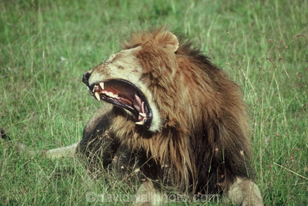 east-africa;africa;african;animal;animals;mammal;mammals;wild;wildlife;zoology;plain;plains;savannah;savanna;savanah;savana;grasslands;game-park;game-parks;cat;cats;feline;felines;predator;predators;carnivore;carnivores;lions;Panthera-leo;pride-leader;dominant;roar;yawn;yawning;teeth;canines;bite;hungry;hunger;lazy;laziness;roaring;sleepy;tired;sleepiness;mouth;mouths;yell;yelling;shout;shouts;shouting;yells;safari;safaris;game-viewing;rift-valley