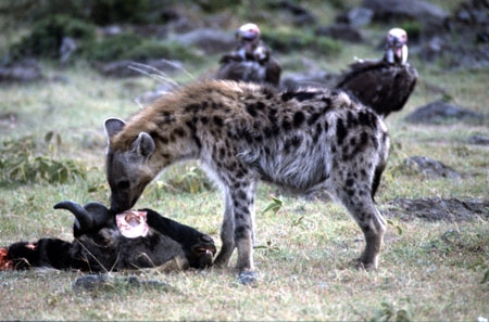 africa;african;animal;animals;mammal;mammals;nature;predator;predators;fur;east-africa;wildlife;wild;zoology;safari;safaris;game-viewing;carnivore;carnivores;omnivore;scavenger;scavengers;spotted-hyena;plain;crocuta-crocuta;erxleben;hyenas;tierwolf;-plain;plains;savannah;savanna;savanah;savana;grasslands;game-park;game-parks;safari;safaris;game-viewing;rift-valley;kill;hear;wildebeests;skull;eye-socket;eat;eats;vulture;vultures