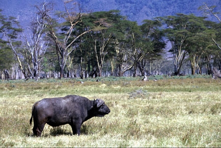 africa;african;animal;animals;east-africa;wildlife;wild;game-park;game-parks;safari;safaris;game-viewing;buffalos;bufalo;water-buffalo;horns;cape-buffalo;Syncerus-caffer;acacia-trees;tree;yellow-fever-trees;yellow_fever-trees;rift-valley