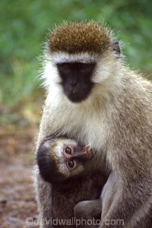 africa;african;animal;animals;east-africa;wildlife;wild;game-park;game-parks;safari;safaris;game-viewing;rift-valley;monkeys;mother;mothers;baby;babies;sucling;succling;mammal;mamal;cute;Cercopithecus-aethiops;green-monkey