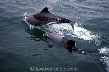 Agility;Animal;Animals;Dolphin;Cetacean;Cetaceans;Dolphins;Jump;Jumping;Jumps;Mammal;Mammals;Marine-life;Marine-mammal;Marine-mammals;Momentum;Motion;Movement;Nature;Outdoor;Outdoors;Outside;Play;Playful;Playfulness;Playing;Sea;Sea-mammal;Sea-mammals;Splash;Splashing;Surf;Water;Wave;Waves;Zoology