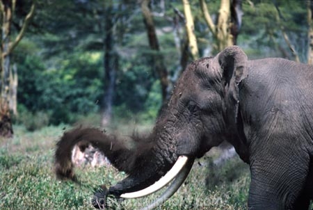 africa;african;animal;animals;elephant;elephants;african-elephant;african-elephants;jumbo;pachyderm;pachyderms;wildlife;wild;mammal;mammals;large;big;enormous;trunk;trunks;Loxodonta-africana;Ivory;tusk;tusks;game-park;game-parks;safari;safaris;game-viewing;threatened;endangered;nose;noses;national-park;national-parks;ear;ears;skin;herbivore;herbivores;Bull;bulls;Ngorongoro-Crater;Ngorongoro-Conservation-Area;Ngorongoro;Tanzania;Tanzanian;east-africa;forest;forests