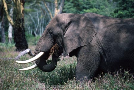 africa;african;animal;animals;elephant;elephants;african-elephant;african-elephants;jumbo;pachyderm;pachyderms;wildlife;wild;mammal;mammals;large;big;enormous;trunk;trunks;Loxodonta-africana;Ivory;tusk;tusks;game-park;game-parks;safari;safaris;game-viewing;threatened;endangered;nose;noses;national-park;national-parks;ear;ears;skin;herbivore;herbivores;Bull;bulls;Ngorongoro-Crater;Ngorongoro-Conservation-Area;Ngorongoro;Tanzania;Tanzanian;east-africa;forest;forests
