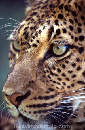 africa;african;animal;animals;mammal;mammals;nature;predator;predators;fur;wildlife;wild;zoology;safari;safaris;game-viewing;carnivore;carnivores;omnivores;omnivore;plain;plains;game-park;game-parks;panthera-pardus;spot;spots;spotted;tree;trees;kill;impalas;eat;cat;cats;feline;felines;hunter;hunters;eye;eyes;face;danger;dangerous;whiskers;nose;noses