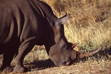 safari;safaris;game-viewing;rhinos;rhinoceros;rhinoceroses;pachyderm;pachyderms;Ceratotherium-simumsimum;white-rhinoceros;square_lipped-rhinoceros;square-lipped-rhinoceros;game-park;game-parks;national-park;africa;african;animal;animals;wild;wildlife;southern-white-rhinoceros;zoology;endangered;mammal;mammals;threatened;horn;horns;poaching;zimbabwe;zimbabwean;cecils-kop;cecils-kop;game-reserve;game-reserves