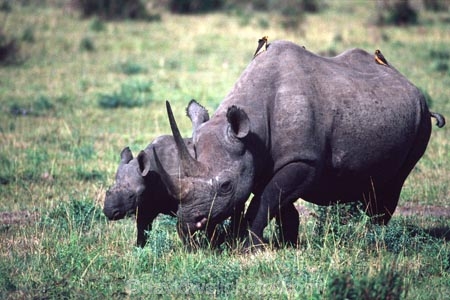 safari;safaris;game-viewing;rhinos;rhino;rhinoceros;rhinoceroses;pachyderm;pachyderms;Diceros-bicornis;hook_lipped-rhinoceros;hook-lipped-rhinoceros;game-park;game-parks;national-park;national-parks;africa;african;animal;animals;wild;wildlife;zoology;endangered;mammal;mammals;threatened;horn;horns;poaching;rift-valley;masai-mara-national-reserve;masai-mara;maasai-mara;masai;maasai;kenya;kenyan;baby;babies;calf;calves