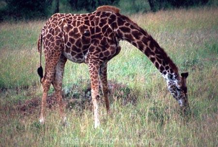 Giraffa-camelopardalis;east-africa;africa;african;animal;animals;giraffe;giraffes;mammal;wild;wildlife;zoology;long-neck;tall;height;plain;plains;savannah;savanna;savanah;savana;grasslands;game-park;game-parks;safari;safaris;game-viewing;national-park;national-parks;masai-mara-national-reserve;masai-mara;maasai-mara;masai;maasai;kenya;kenyan