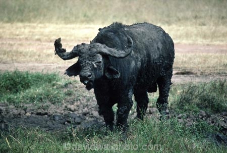 africa;african;animal;animals;east-africa;wildlife;wild;game-park;game-parks;safari;safaris;game-viewing;buffalos;bufalo;water-buffalo;horns;cape-buffalo;Syncerus-caffer;masai-mara-national-reserve;masai-mara;maasai-mara;masai;maasai;kenya;kenyan;mud;muddy
