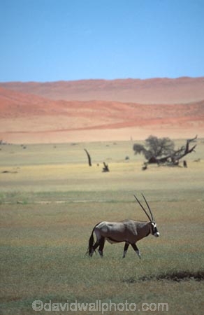 Animal;Animals;Antelope;Antelopes;Daytime;Gemsbok;gemsboks;Horn;Horns;Mammal;Mammals;Nature;One;One-animal;Oryx;Oryx-gazella;Outdoor;Outdoors;Outside;Wild;Wildlife;alone;lonely;single;wilderness;desert;deserts;sand;dune;dunes;sand-dunes;sand_dunes;sand_dune;expanse;journey;oryxs;oryxes;etosha-national-park;etosha;national-park;national-parks;namibia;namibian;africa;african;herbivore;herbivores