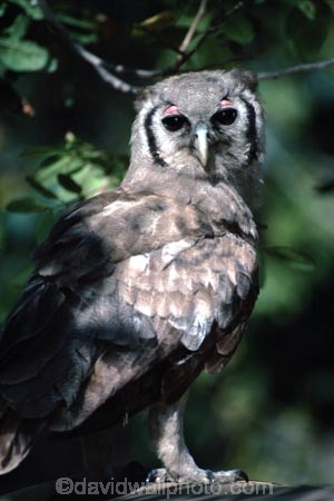 bird;birds;africa;african;animal;animals;feather;feathers;nature;wild;wildlife;safari;safaris;game-viewing;bird-spotting;Bubo-lacteus;Giant-Eagle-Owl;giant-eagle-owls;owl;owls;Malawi;malawian