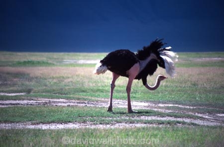 bird;birds;africa;african;animal;animals;feather;feathers;nature;wild;wildlife;safari;safaris;game-viewing;bird-spotting;Struthio-camelus;Ostrich;ostriches;savannah;savanah;savanna;savana;East-Africa;rift-valley;plain;plains;ngorongoro-crater;ngorongoro;ngorongoro-conservation-area;tanzania;tanzanian