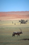Animal;Animals;Antelope;Antelopes;Daytime;Gemsbok;gemsboks;Horn;Horns;Mammal;Mammals;Nature;One;One-animal;Oryx;Oryx-gazella;Outdoor;Outdoors;Outside;Wild;Wildlife;alone;lonely;single;wilderness;desert;deserts;sand;dune;dunes;sand-dunes;sand_dunes;sand_dune;expanse;journey;oryxs;oryxes;etosha-national-park;etosha;national-park;national-parks;namibia;namibian;africa;african;herbivore;herbivores