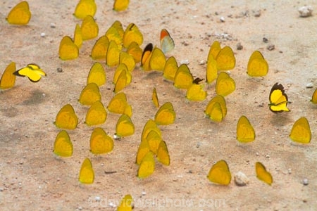 Africa;animal;animals;Botswana;butterflies;butterfly;insect;insects;invertebrate;invertebrates;mammal;mammals;Southern-Africa;wildlife;Yellow-butterflies;Yellow-butterfliy
