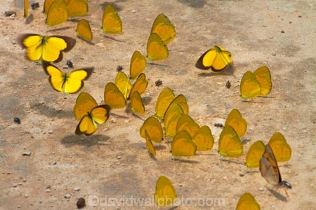 Africa;animal;animals;Botswana;butterflies;butterfly;insect;insects;invertebrate;invertebrates;mammal;mammals;Southern-Africa;wildlife;Yellow-butterflies;Yellow-butterfliy