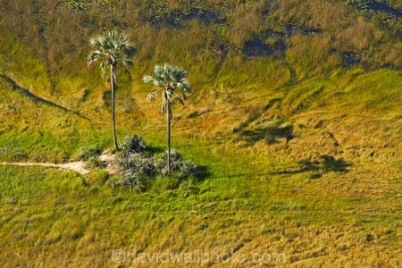 aerial;aerial-image;aerial-images;aerial-photo;aerial-photograph;aerial-photographs;aerial-photography;aerial-photos;aerial-view;aerial-views;aerials;Africa;Botswana;delta;deltas;Endorheic-basin;inland-delta;internal-drainage-systems;Okavango;Okavango-Delta;Okavango-Swamp;palm;palm-tree;palm-trees;palms;river-delta;Seven-Natural-Wonders-of-Africa;Southern-Africa;tree;trees