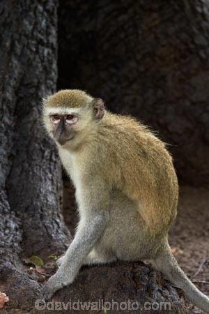 Africa;animal;animals;Botswana;Chlorocebus-pygerythrus;Chlorocebus-pygerythrus-pygerythus;Chobe-Safari-Lodge;Kasane;mammal;mammals;monkey;monkeys;primate;primates;Southern-Africa;Vervet;Vervet-monkey;Vervet-monkeys;Vervets;wildlife