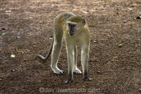 Africa;animal;animals;Botswana;Chlorocebus-pygerythrus;Chlorocebus-pygerythrus-pygerythus;Chobe-Safari-Lodge;Kasane;mammal;mammals;monkey;monkeys;primate;primates;Southern-Africa;Vervet;Vervet-monkey;Vervet-monkeys;Vervets;wildlife