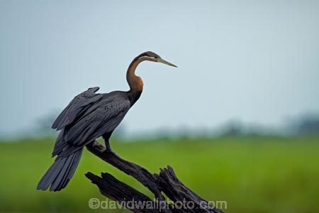 Africa;African-Darter;African-Darters;Anhinga-rufa;animal;animals;avian;bird;bird-spotting;bird-watching;bird_watching;birds;Botswana;Chobe-N.P.;Chobe-National-Park;Chobe-NP;Chobe-River;Chobe-River-boat-trip;Chobe-River-boat-trips;Chobe-River-cruise;Chobe-River-cruises;Darter;Darters;eco-tourism;eco_tourism;ecotourism;Fauna;Kasane;national-park;national-parks;Natural;Nature;Ornithology;Snakebird;Snakebirds;Southern-Africa;wild;wildlife