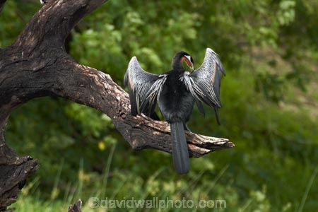 Africa;African-Darter;African-Darters;Anhinga-rufa;animal;animals;avian;bird;bird-spotting;bird-watching;bird_watching;birds;Botswana;Chobe-N.P.;Chobe-National-Park;Chobe-NP;Chobe-River;Chobe-River-boat-trip;Chobe-River-boat-trips;Chobe-River-cruise;Chobe-River-cruises;Darter;Darters;eco-tourism;eco_tourism;ecotourism;Fauna;Kasane;national-park;national-parks;Natural;Nature;Ornithology;Snakebird;Snakebirds;Southern-Africa;wild;wildlife