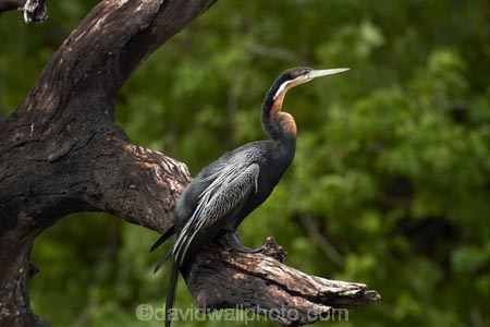 Africa;African-Darter;African-Darters;Anhinga-rufa;animal;animals;avian;bird;bird-spotting;bird-watching;bird_watching;birds;Botswana;Chobe-N.P.;Chobe-National-Park;Chobe-NP;Chobe-River;Chobe-River-boat-trip;Chobe-River-boat-trips;Chobe-River-cruise;Chobe-River-cruises;Darter;Darters;eco-tourism;eco_tourism;ecotourism;Fauna;Kasane;national-park;national-parks;Natural;Nature;Ornithology;Snakebird;Snakebirds;Southern-Africa;wild;wildlife