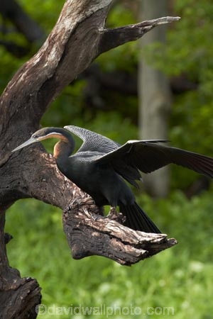 Africa;African-Darter;African-Darters;Anhinga-rufa;animal;animals;avian;bird;bird-spotting;bird-watching;bird_watching;birds;Botswana;Chobe-N.P.;Chobe-National-Park;Chobe-NP;Chobe-River;Chobe-River-boat-trip;Chobe-River-boat-trips;Chobe-River-cruise;Chobe-River-cruises;Darter;Darters;eco-tourism;eco_tourism;ecotourism;Fauna;Kasane;national-park;national-parks;Natural;Nature;Ornithology;Snakebird;Snakebirds;Southern-Africa;wild;wildlife