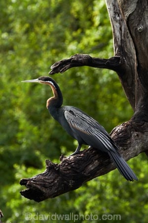 Africa;African-Darter;African-Darters;Anhinga-rufa;animal;animals;avian;bird;bird-spotting;bird-watching;bird_watching;birds;Botswana;Chobe-N.P.;Chobe-National-Park;Chobe-NP;Chobe-River;Chobe-River-boat-trip;Chobe-River-boat-trips;Chobe-River-cruise;Chobe-River-cruises;Darter;Darters;eco-tourism;eco_tourism;ecotourism;Fauna;Kasane;national-park;national-parks;Natural;Nature;Ornithology;Snakebird;Snakebirds;Southern-Africa;wild;wildlife