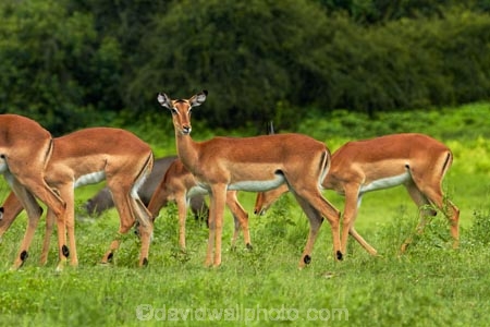 Aepyceros-melampus;Aepyceros-melampus-melampus;Africa;animal;animals;antelope;antelopes;Botswana;Chobe-N.P.;Chobe-National-Park;Chobe-NP;Chobe-River;Chobe-River-boat-trip;Chobe-River-boat-trips;Chobe-River-cruise;Chobe-River-cruises;impala;impalas;Kasane;mammal;mammals;national-park;national-parks;Southern-Africa;wildlife