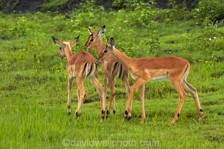 Aepyceros-melampus;Aepyceros-melampus-melampus;Africa;animal;animals;antelope;antelopes;babies;baby;baby-impala;baby-impalas;Botswana;Chobe-N.P.;Chobe-National-Park;Chobe-NP;Chobe-River;Chobe-River-boat-trip;Chobe-River-boat-trips;Chobe-River-cruise;Chobe-River-cruises;impala;impalas;Kasane;mammal;mammals;national-park;national-parks;Southern-Africa;wildlife;young-impala;young-impalas