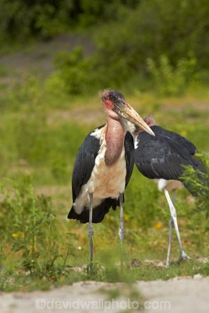 Africa;animal;animals;avian;bird;bird-spotting;bird-watching;bird_watching;birds;Botswana;Chobe-N.P.;Chobe-National-Park;Chobe-NP;Chobe-River;Chobe-River-boat-trip;Chobe-River-boat-trips;Chobe-River-cruise;Chobe-River-cruises;eco-tourism;eco_tourism;ecotourism;Fauna;Kasane;Leptoptilos-crumeniferus;Marabou;Marabou-Stork;Marabou-Storks;Marabous;national-park;national-parks;Natural;Nature;Ornithology;Southern-Africa;Stork;Storks;wild;wildlife