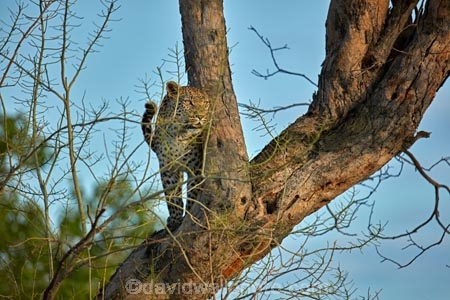 Africa;African;African-animals;African-wildlife;animal;animals;Botswana;carnivore;carnivores;cat;cats;feline;game-drive;game-park;game-parks;Game-Reserve;game-reserves;game-viewing;grass;hunter;hunters;leopard;leopards;long-grass;mammal;mammals;Moremi;Moremi-Game-Reserve;Moremi-Reserve;national-park;national-parks;natural;nature;Panthera-pardus;park;parks;predator;predators;reserve;reserves;rosette;rosettes;safari;safaris;Southern-Africa;spot;spots;spotted;spotted-cat;spotted-cats;widlife-parks;wild;wilderness;wildlife;wildlife-park;wildlife-parks;wildlife-reserve;wildlife-reserves
