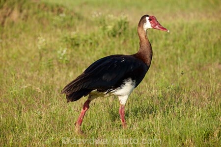 Africa;African;Animal;animals;avian;bird;bird-spotting;bird-watching;bird_watching;birds;Botswana;eco-tourism;eco_tourism;ecotourism;Fauna;game-park;game-parks;Game-Reserve;game-reserves;geese;goose;Moremi;Moremi-Game-Reserve;Moremi-Reserve;national-park;national-parks;Natural;Nature;Ornithology;park;parks;Plectropterus-gambensis;reserve;reserves;safari;safaris;Southern-Africa;spur-winged-geese;spur-winged-goose;spur_winged-geese;spur_winged-goose;spurwinged-geese;spurwinged-goose;widlife-parks;wild;wildlife;wildlife-park