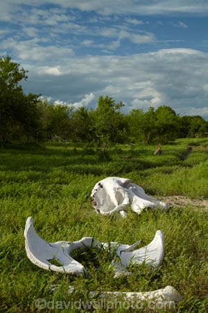 Africa;African;African-elephant;African-elephants;animal;animals;black-clouds;bone;bones;Botswana;Chobe-N.P.;Chobe-National-Park;Chobe-NP;cloud-clouds;dark-clouds;elephant;elephants;gray-clouds;grey-clouds;Loxodonta-africana;mammal;mammals;national-park;national-parks;natural;nature;pachyderm;pachyderms;poaching;reserve;reserves;safari;safaris;Savute;Savuti;Savuti-Region;skeleton;skeletons;skull;skulls;Southern-Africa;wild;wilderness;wildlife;wildlife-park;wildlife-parks;wildlife-reserve;wildlife-reserves