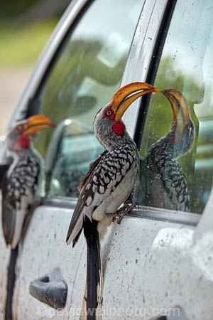 4wd;4x4;Africa;African;Animal;animals;avian;bill;bills;bird;bird-spotting;bird-watching;bird_watching;birds;Botswana;Chobe-N.P.;Chobe-National-Park;Chobe-NP;eco-tourism;eco_tourism;ecotourism;Fauna;Flying-Banana;game-park;game-parks;game-reserve;game-reserves;Hornbill;Hornbills;national-park;national-parks;Natural;Nature;Ornithology;park;parks;reserve;reserves;safari;safaris;Southern-Africa;Southern-Yellow_billed-Hornbill;Southern-Yellow_billed-Hornbills;Tockus-leucomelas;vehicle;widlife-parks;wild;wilderness;wildlife;wildlife-park;wildlife-parks;wildlife-reserve;wildlife-reserves;Yellow-billed-Hornbill;Yellow-billed-Hornbills;Yellow_billed-Hornbill;Yellow_billed-Hornbills
