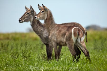 Africa;African;animal;animals;antelope;antelopes;Botswana;Chobe-N.P.;Chobe-National-Park;Chobe-NP;Chobe-River;Chobe-River-boat-trip;Chobe-River-boat-trips;Chobe-River-cruise;Chobe-River-cruises;common-waterbuck;common-waterbucks;ellipsen-waterbuck;ellipsen-waterbucks;female;Kasane;Kobus-ellipsiprymnus;Kobus-ellipsiprymnus-ellipsiprymnus;male;mammal;mammals;national-park;national-parks;natural;nature;reserve;reserves;safari;safaris;Southern-Africa;water-buck;water-bucks;Waterbick;waterbuck;waterbucks;wild;wilderness;wildlife;wildlife-park;wildlife-parks;wildlife-reserve;wildlife-reserves