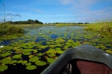 Africa;aquatic-plant;aquatic-plants;boat;boats;Botswana;canoe;canoes;delta;deltas;dugout;dugout-canoe;dugout-canoes;dugouts;Endorheic-basin;inland-delta;internal-drainage-systems;lily-pad;lily-pads;logboat;makoro;makoros;mekoro;mekoros;mokoro;mokoro-safari;mokoros;monoxylon;Nymphaeaceae;Okavango;Okavango-Delta;Okavango-Swamp;pirogue;pirogues;plant;plants;river-delta;Seven-Natural-Wonders-of-Africa;Southern-Africa;water-lilies;water-lily;water-lily-pad;water-lily-pads;water_lilies;water_lily;waterlilies;waterlily;waterlily-pad;waterlily-pads