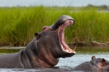 Africa;African;aggression;aggressive;animal;animals;Botswana;Chobe-N.P.;Chobe-National-Park;Chobe-NP;Chobe-River;Chobe-River-boat-trip;Chobe-River-boat-trips;Chobe-River-cruise;Chobe-River-cruises;Chobe-River-Front;Chobe-River-Front-Region;Chobe-River-Region;Chobe-waterfront;hippo;hippopotami;hippopotamus;Hippopotamus-amphibius;hippopotamuses;hippos;Kasane;mammal;mammals;mouth;national-park;national-parks;natural;nature;reserve;reserves;safari;safaris;Southern-Africa;tusk;tusks;wild;wilderness;wildlife;wildlife-park;wildlife-parks;wildlife-reserve;wildlife-reserves;yawn;yawning