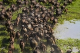 aerial;aerial-image;aerial-images;aerial-photo;aerial-photograph;aerial-photographs;aerial-photography;aerial-photos;aerial-view;aerial-views;aerials;Africa;African-buffalo;African-buffaloes;animal;animals;Botswana;buffalo;buffalo-herd;buffalo-herds;buffaloes;cape-buffalo;cape-buffaloes;crowd;crowds;delta;deltas;Endorheic-basin;flood-plain;flood-plains;flood_plain;flood_plains;floodplain;floodplains;herd;herds;inland-delta;internal-drainage-systems;mammal;mammals;many;Okavango;Okavango-Delta;Okavango-Swamp;plain;plains;river-delta;Seven-Natural-Wonders-of-Africa;Southern-Africa;stampede;stampedes;swamp;swampland;swamps;Syncerus-caffer;Syncerus-caffer-caffer;wildlife