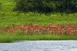Aepyceros-melampus;Aepyceros-melampus-melampus;Africa;animal;animals;antelope;antelopes;Botswana;Chobe-N.P.;Chobe-National-Park;Chobe-NP;Chobe-River;Chobe-River-boat-trip;Chobe-River-boat-trips;Chobe-River-cruise;Chobe-River-cruises;impala;impalas;Kasane;mammal;mammals;national-park;national-parks;Southern-Africa;wildlife