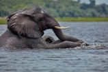 Africa;African;African-elephant;African-elephants;animal;animals;Botswana;Chobe-N.P.;Chobe-National-Park;Chobe-NP;Chobe-River;Chobe-River-Front;Chobe-River-Front-Region;Chobe-River-Region;Chobe-waterfront;copulate;copulating;copulation;coupling;elephant;elephants;intercourse;Kasane;Loxodonta-africana;mammal;mammals;mating;national-park;national-parks;natural;nature;pachyderm;pachyderms;pairing;reserve;reserves;river;rivers;safari;safaris;sex;Southern-Africa;trunk;trunks;tusk;tusks;water;wild;wilderness;wildlife;wildlife-park;wildlife-parks;wildlife-reserve;wildlife-reserves