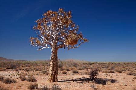africa;african;aloe;Aloe-dichotoma;aloes;bark;big-large;bird-nest;bird-nests;birds-nest;birds-nests;botany;colonies;colony;communities;community;desert;desert-plant;desert-plants;deserts;dry;flock;giant-nest;Gondwana-Canon-park;group;home;huge;huge-nest;Kokerboom-Tree;Kokerboom-Trees;large-nest;nambia;Namib-Desert;Namibia;namibian;nature;nest;nests;plant;plants;Quiver-Tree;Quiver-Trees;quivers;sociable;sociable-weaver;Sociable-Weavers-Nest;social;socialble-weavers;Southern-Africa;Southern-Namiba;southern-Namibia;tree;trees;vegetation;weaver;weavers