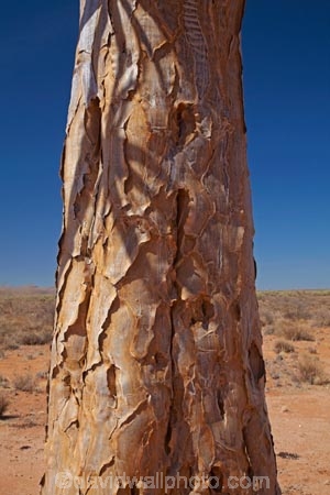 Africa;aloe;Aloe-dichotoma;aloes;bark;botany;desert;desert-plant;desert-plants;deserts;dry;Gondwana-Canon-park;Kokerboom-Tree;Kokerboom-Trees;Namib-Desert;Namibia;nature;plant;plants;Quiver-Tree;Quiver-Trees;quivers;Southern-Africa;Southern-Namiba;southern-Namibia;trees;trunk;trunks;vegetation