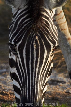Africa;animal;animals;Burchells-zebra;Equus-quagga;Equus-quagga-burchellii;Etosha-N.P.;Etosha-National-Park;Etosha-NP;game-park;game-parks;game-reserve;game-reserves;mammal;mammals;Namibia;national-park;national-parks;Plains-zebra;Southern-Africa;Steppenzebra;wildlife;wildlife-park;wildlife-parks;wildlife-reserve;wildlife-reserves;Zebra;zerbras