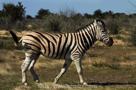 Africa;animal;animals;Burchells-zebra;Equus-quagga;Equus-quagga-burchellii;Etosha-N.P.;Etosha-National-Park;Etosha-NP;game-park;game-parks;game-reserve;game-reserves;mammal;mammals;Namibia;national-park;national-parks;Plains-zebra;Southern-Africa;Steppenzebra;wildlife;wildlife-park;wildlife-parks;wildlife-reserve;wildlife-reserves;Zebra;zerbras