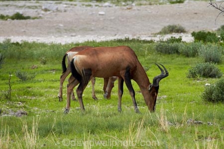 Africa;Alcelaphus-buselaphus-caama-Alcelaphus-caama;animal;animals;antelope;antelopes;Etosha-N.P.;Etosha-National-Park;Etosha-NP;game-park;game-parks;game-reserve;game-reserves;hartebeest;hartebeests;mammal;mammals;Namibia;national-park;national-parks;red-hartebeest;red-hartebeests;Southern-Africa;ungulate;wildlife;wildlife-park;wildlife-parks;wildlife-reserve;wildlife-reserves
