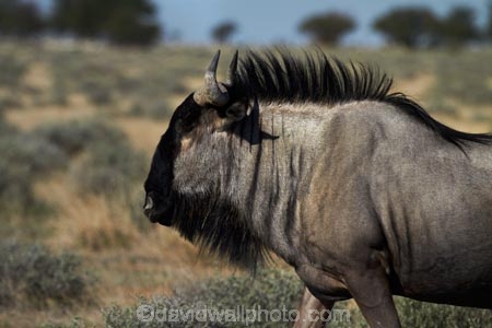 Africa;animal;animals;antelope;antelopes;blue-wildebeest;blue-wildebeests;common-wildebeest;common-wildebeests;Connochaetes-taurinus;Etosha-N.P.;Etosha-National-Park;Etosha-NP;game-park;game-parks;game-reserve;game-reserves;gnu;gnus;mammal;mammals;Namibia;national-park;national-parks;Southern-Africa;white_bearded-gnu;white_bearded-gnus;white_bearded-wildebeest;white_bearded-wildebeests;wildebeest;wildebeesties;wildebeests;wildlife;wildlife-park;wildlife-parks;wildlife-reserve;wildlife-reserves