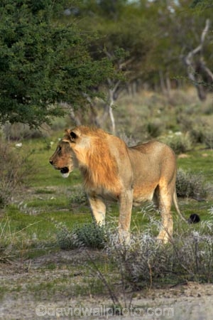 Africa;animal;animals;carnivore;carnivores;cat;cats;Etosha-N.P.;Etosha-National-Park;Etosha-NP;feline;game-park;game-parks;game-reserve;game-reserves;hunter;hunters;lion;lions;mammal;mammals;Namibia;national-park;national-parks;Panthera-leo;predator;predators;Southern-Africa;wildlife;wildlife-park;wildlife-parks;wildlife-reserve;wildlife-reserves