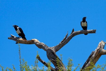 Africa;Animal;animals;avian;bird;bird-spotting;bird-watching;bird_watching;birds;Corvus-albus;crow;crows;eco-tourism;eco_tourism;ecotourism;Etosha-N.P.;Etosha-National-Park;Etosha-NP;Fauna;game-drive;game-park;game-parks;game-reserve;game-reserves;game-viewing;Namibia;national-park;national-parks;natural;nature;Ornithology;Pied-Crow;Pied-Crows;reserve;reserves;Southern-Africa;wild;wilderness;wildlife;wildlife-park;wildlife-parks;wildlife-reserve;wildlife-reserves