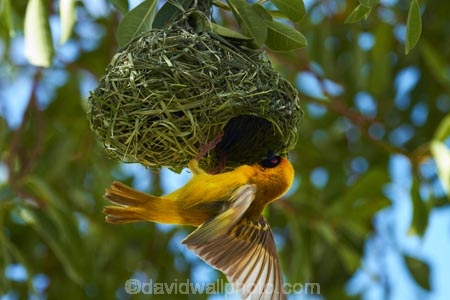 Africa;African-Masked-Weaver;African-Masked-Weavers;animal;animals;avian;bird;bird-nest;bird-nests;bird-spotting;bird-watching;bird_watching;birds;birds-nest;birds-nests;eco-tourism;eco_tourism;ecotourism;Etosha-N.P.;Etosha-National-Park;Etosha-NP;Fauna;game-park;game-parks;game-reserve;game-reserves;mammal;mammals;Masked-Weaver;Masked-Weavers;Namibia;national-park;national-parks;Natural;Nature;nest;nests;Ornithology;Ploceus-velatus;Southern-Africa;Southern-Masked-Weaver;Southern-Masked-Weavers;tree;trees;Weaver;Weavers;wild;wildlife;wildlife-park;wildlife-parks;wildlife-reserve;wildlife-reserves